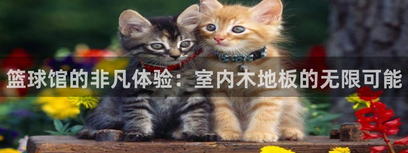 oe欧亿oer：篮球馆的非凡体验：室